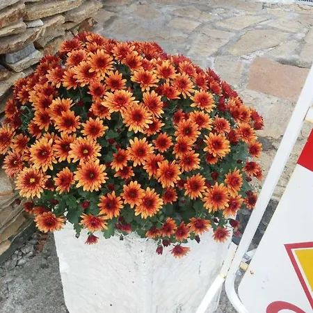 сладък живот Βίλα